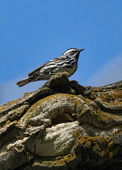 Black-and-white Warbler