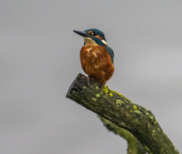 Kingfisher