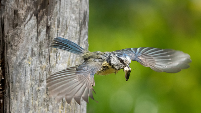 Around The Blue Tit Nest 2