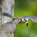 Around The Blue Tit Nest 2