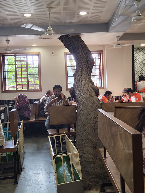 Tree and old graves in Lucky restaurant, AHMEDABAD