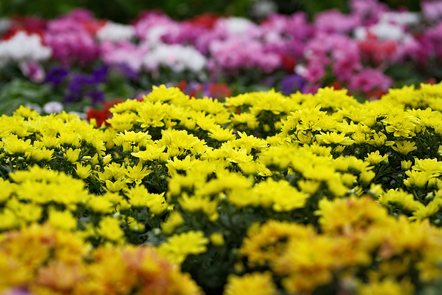 In the garden centre