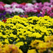 In the garden centre
