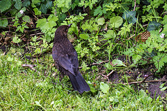 20140714 3980VRMw [D~LIP] Amsel (w) [Schwarzdrossel], UWZ, Bad Salzuflen