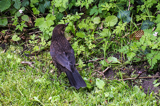 20140714 3980VRMw [D~LIP] Amsel (w) [Schwarzdrossel], UWZ, Bad Salzuflen