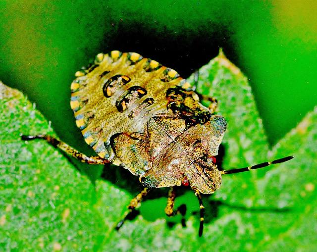 Shieldbug