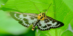 Moth.Small Magpie. Eurrhypara hortulata