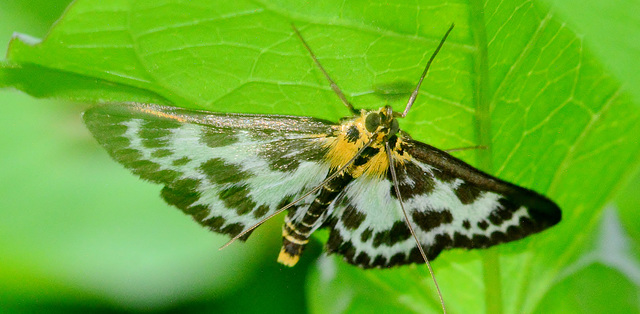 Moth.Small Magpie. Eurrhypara hortulata