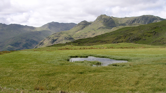 Lang How Tarn and the Langdale Pikes