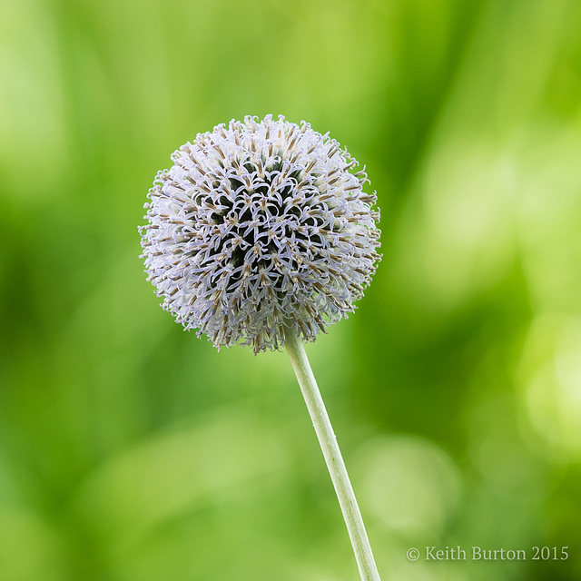 Allium