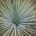 Agave