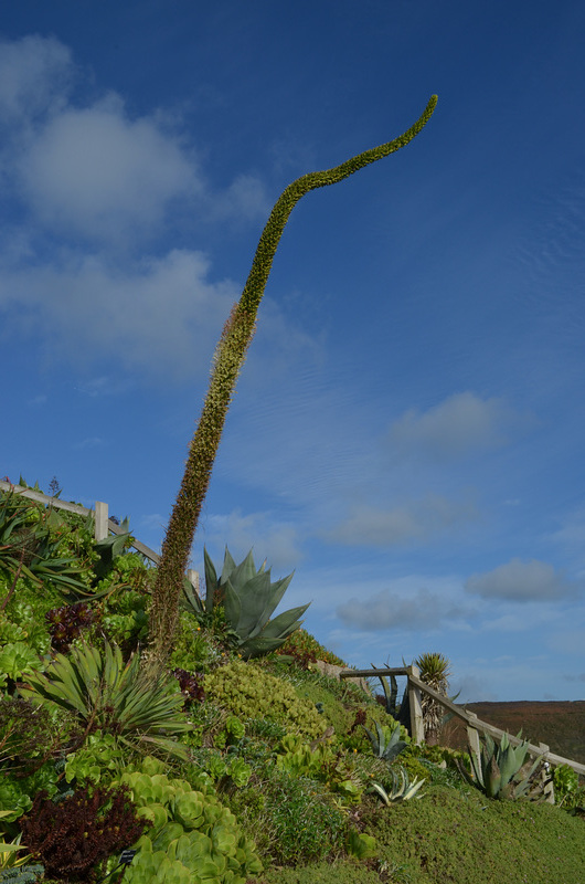 The Botanic Garden of Minack Theater Attraction