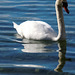 Le lac du cygne