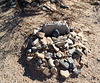 Slab City pet cemetery (#0160)