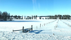 paddocks in the snow, Frösön