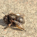 Bumble bee IMG_1765