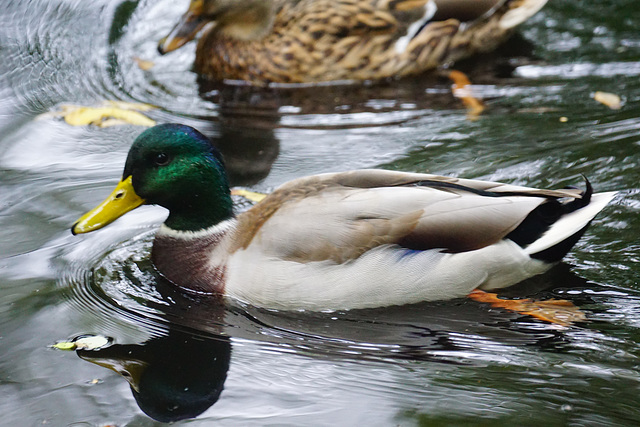 Erpel der Stockente