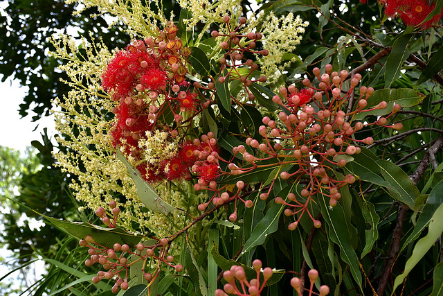 Flowering red gum with a background of ponytail blooms