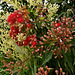 Flowering red gum with a background of ponytail blooms