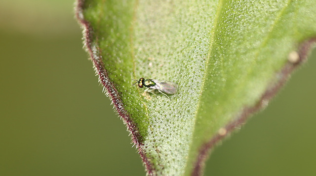 Patio Life Tiny wasp or bee side