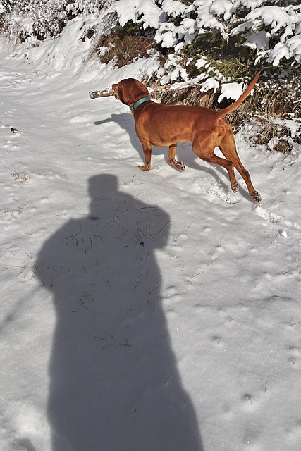 Happy Hound Dog Snowy Selfie Sunday
