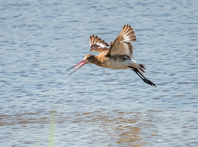 Black tailed godwit