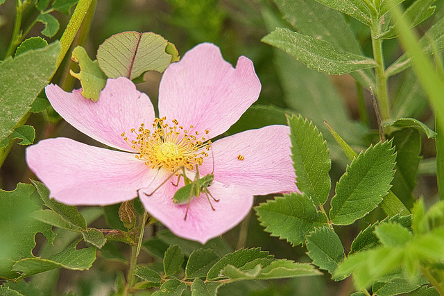 wild rose & katydid