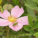 wild rose & katydid