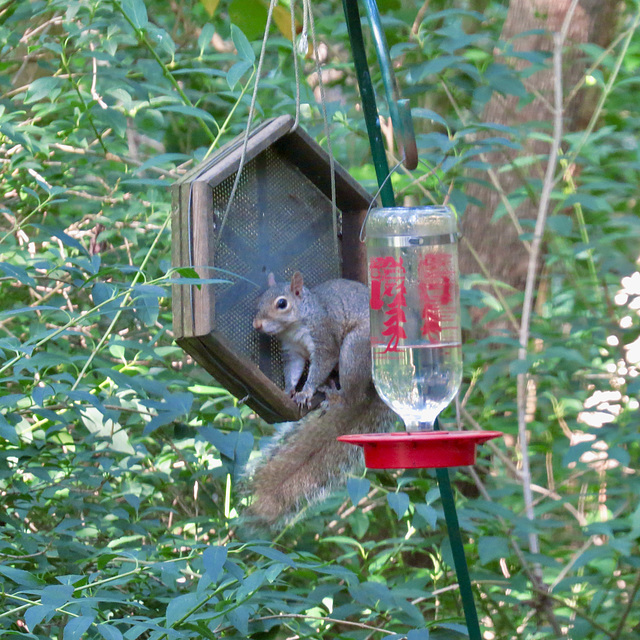 Gray squirrel on bird? feeder