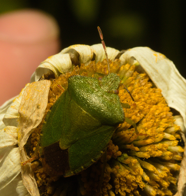 EF7A9806 Green shieldbug