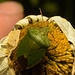 EF7A9806 Green shieldbug