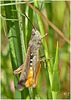 Le Chorthippus brunneus brunneus, aussi appelé criquet duettiste