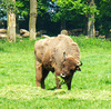 Wisent