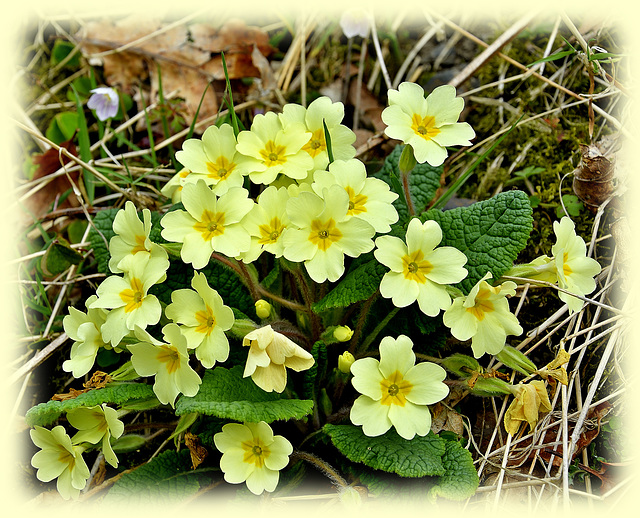 Forest Primrose