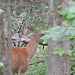 White-tailed Deer