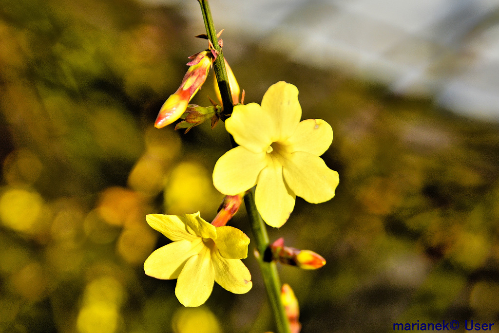 Besenginster (Cytisus scoparius)