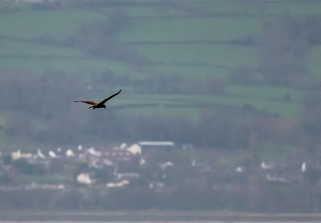 Marsh harrier