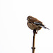 Linnet