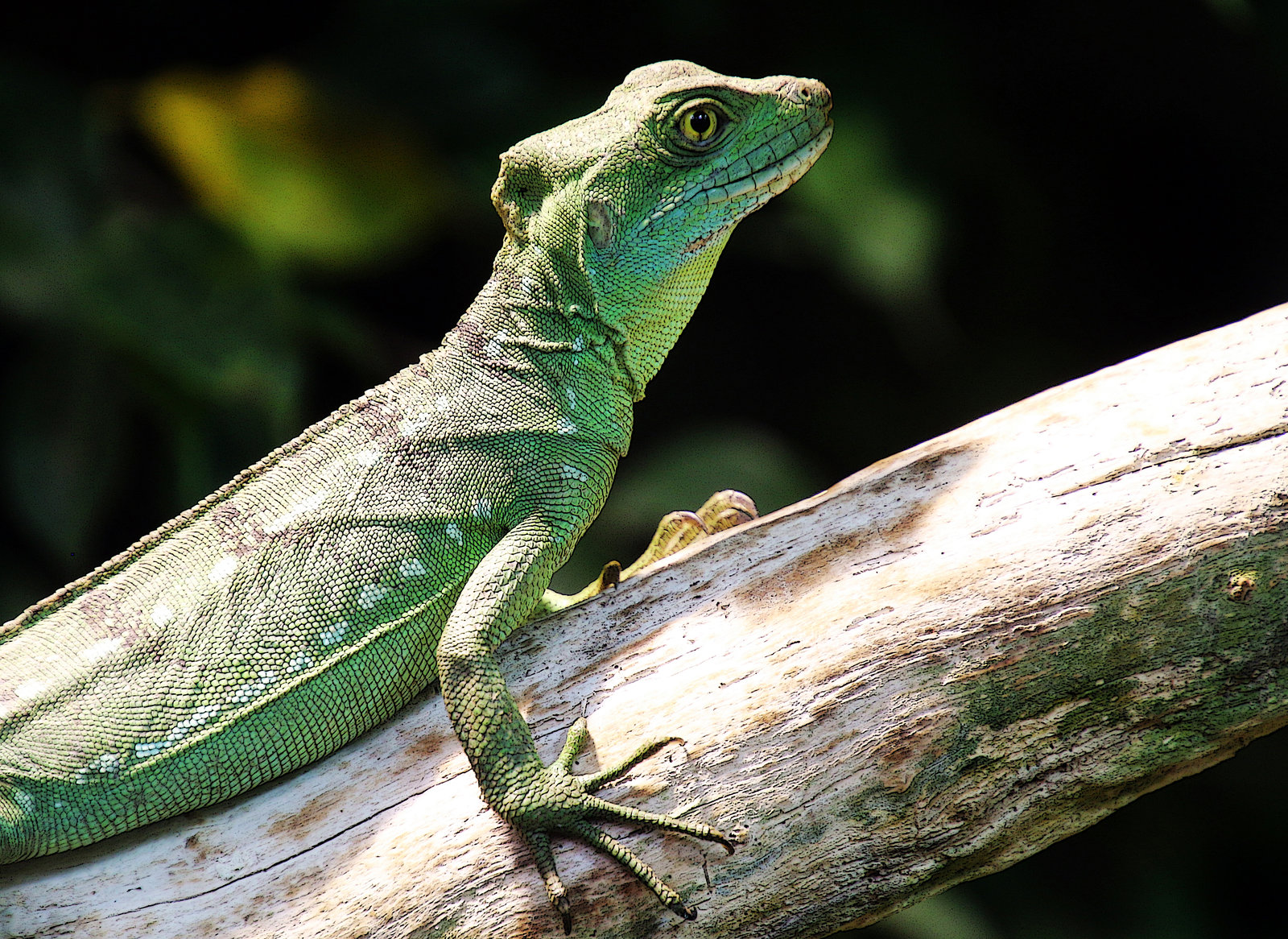 L'iguane vert . Cela va faire plaisir à fifi.