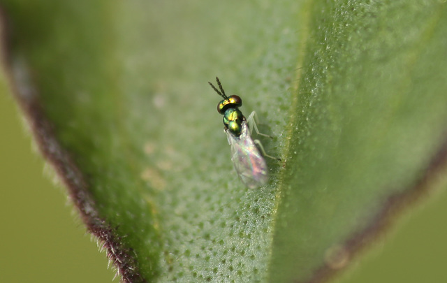 Patio Tiny Bee or Wasp