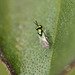 Patio Tiny Bee or Wasp