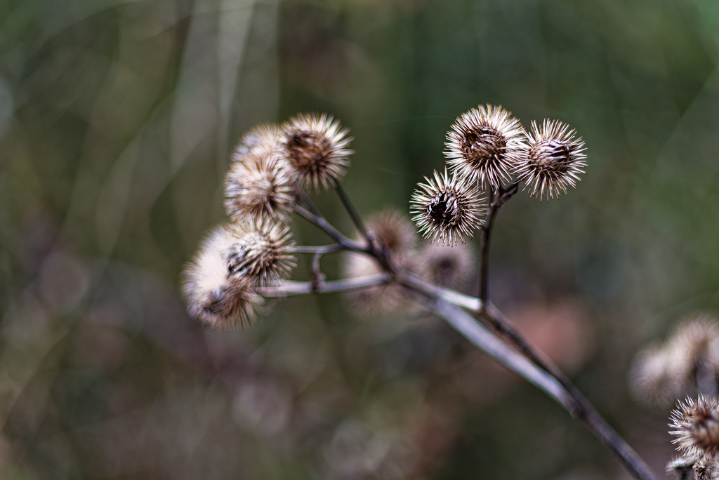 21.03.13 Distel