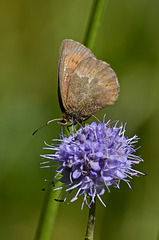 PapillonAmaryllis