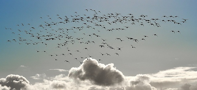 Wolkenflug