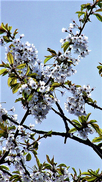 The dark blue sky really shows up the white blossom