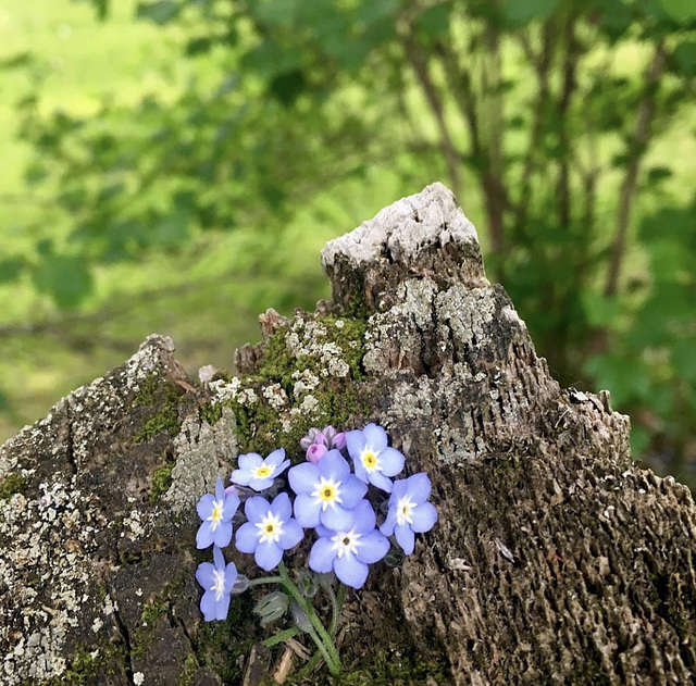 Beauté du printemps