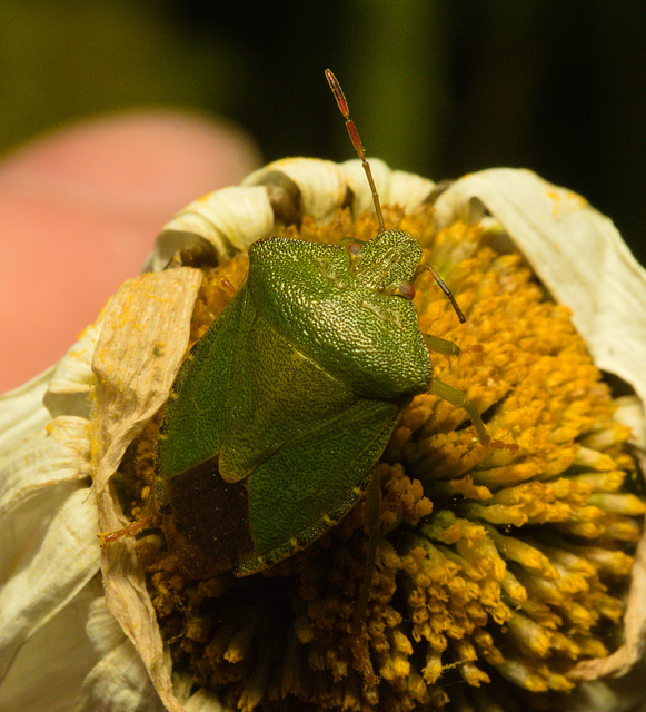 EF7A9810 Green shieldbug