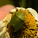 EF7A9810 Green shieldbug