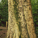 Tree above the Wishing Well Manor Park