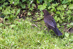 20140714 3979VRMw [D~LIP] Amsel (w) [Schwarzdrossel], UWZ, Bad Salzuflen